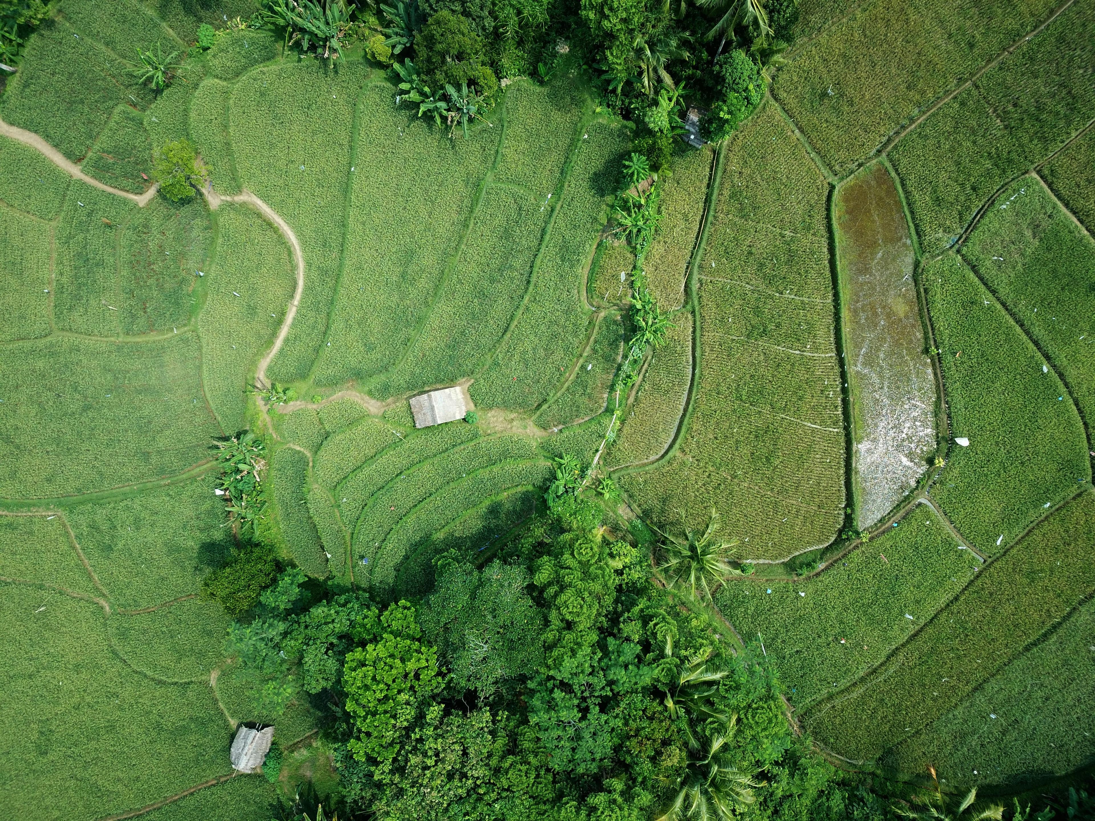 Fazenda
